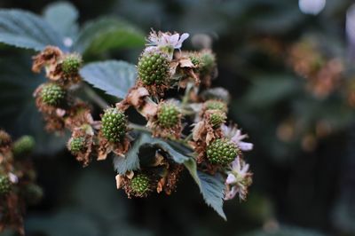 Close-up of flowers on plant