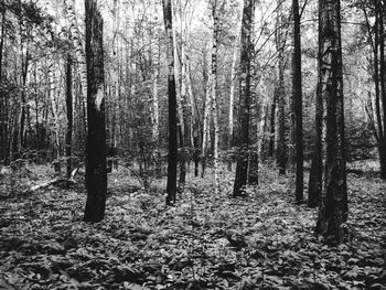 Trees in forest