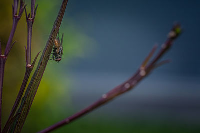 Close up a fly on branch