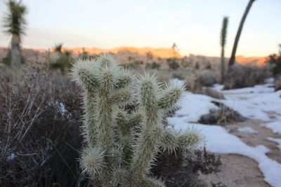 A cactus in joshua tree with snow