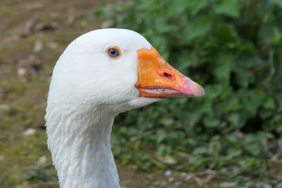 Close-up of bird