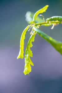 Close-up of plant