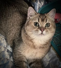 High angle portrait of cat relaxing at home