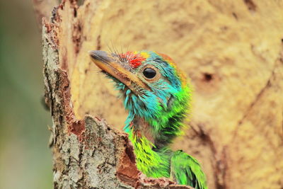 Beautiful juvenile blue throated barbet inside the nest in summertime