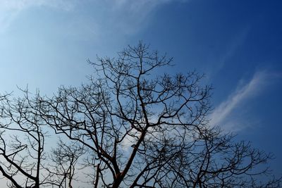 Low angle view of tree against sky