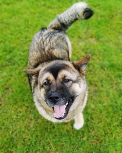 Portrait of dog on field