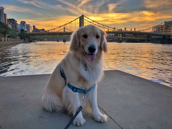 Golden retriever dog by river and bridge