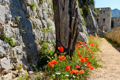 Red poppy flowers under stone walls of medieval fortress of klis near split in croatia