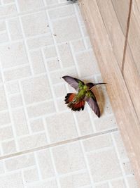 High angle view of bird on floor