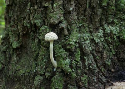 Close-up of mushroom growing on tree trunk