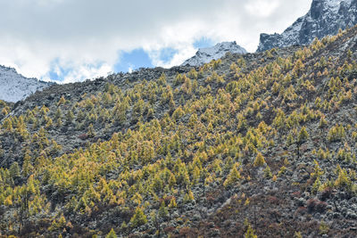 Plants growing on land against sky