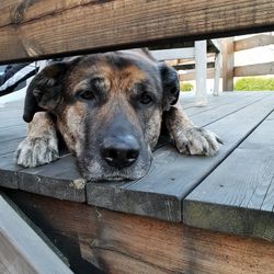 Close-up portrait of dog resting on wooden bench