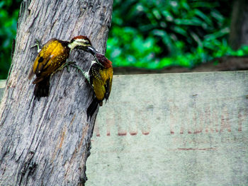 Bird perching on tree trunk