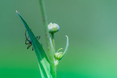 Close-up of insect on leaf