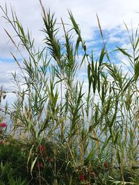 Close-up of fresh plants in field against sky