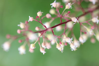Close-up of cherry blossom on tree