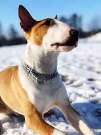Dog looking away on snow field