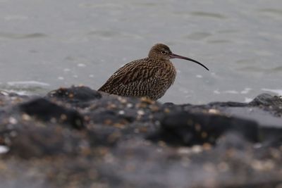 Close-up of bird perching on shore