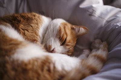 Cat sleeping on bed