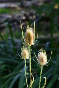 Close-up of thistle flower