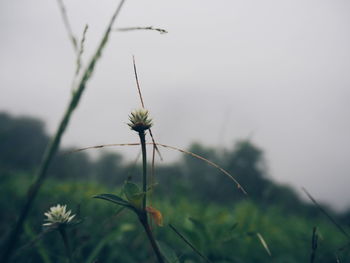 Close-up of flowering plant on field against sky