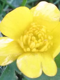 Close-up of yellow flowers