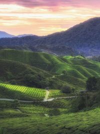 Scenic view of agricultural field against sky during sunset