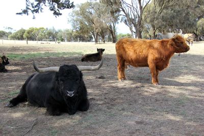 Cows on field