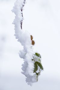 Low angle view of snow covered tree against sky