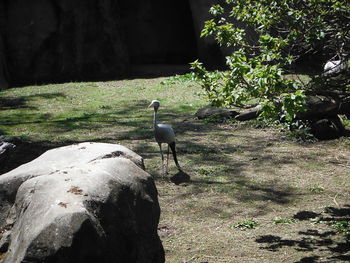 Bird perching on tree