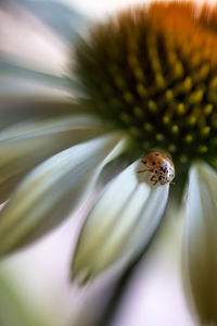 Close-up of bee on flower