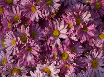 Full frame shot of pink flowering plants