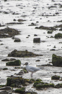 Seagull perching on beach