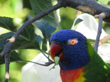 Close-up of parrot perching on branch