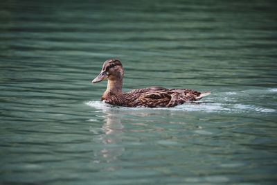 Mallard duck swimming in lake