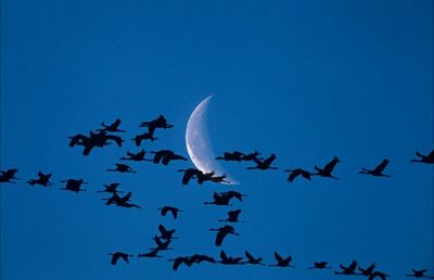 Silhouette birds flying against blue sky