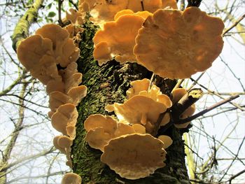 Close-up of yellow leaves on tree