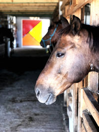 Close-up of horse in stable