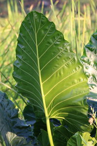 Close-up of fresh green leaves on field