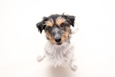 Portrait of puppy on white background