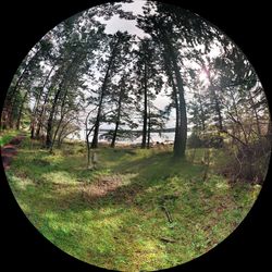 Trees on grassy field