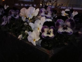 Close-up of flowers blooming outdoors