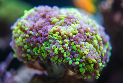 Close-up of coral in sea