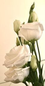 Close-up of rose against white background