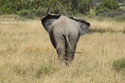 Rear view of elephant walking on grassy field at forest