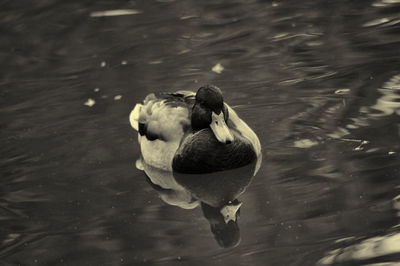 High angle view of duck swimming in lake