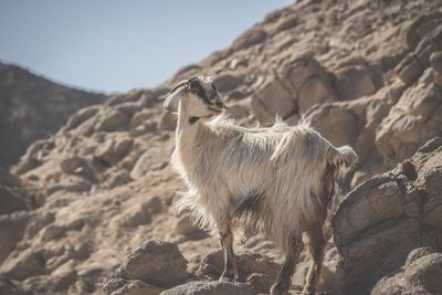 View of an animal on rock