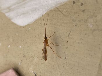 Close-up of spider on wall