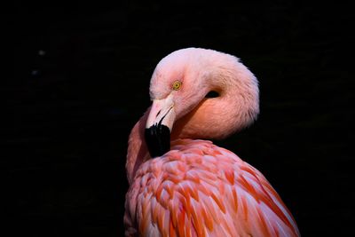 Close-up of a bird against black background