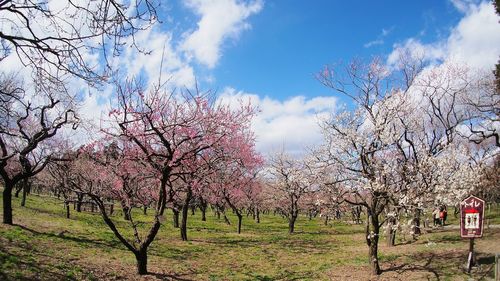 Blossoming tree against cloudy sky